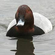 Common Pochard