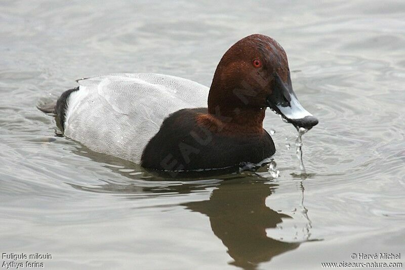 Common Pochard male adult