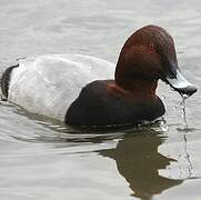 Common Pochard