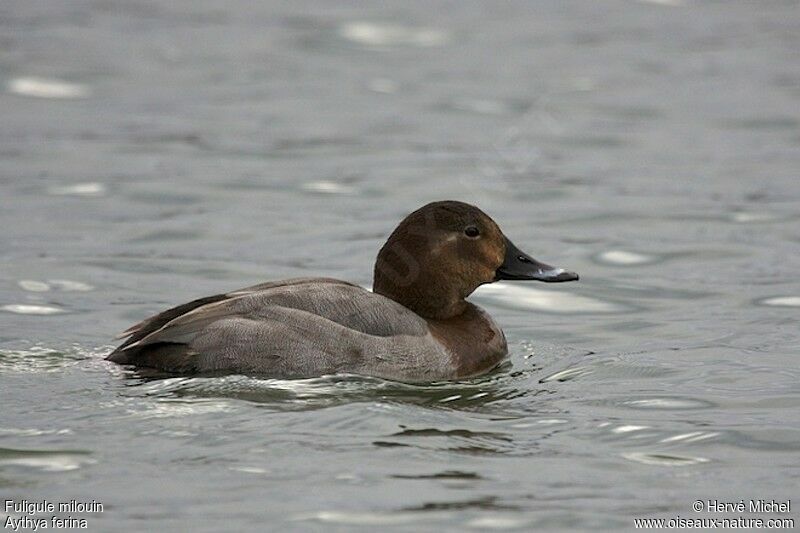 Common Pochard female adult post breeding