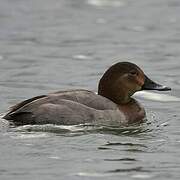 Common Pochard