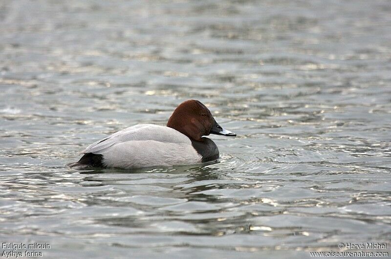 Common Pochard male adult