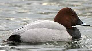 Common Pochard