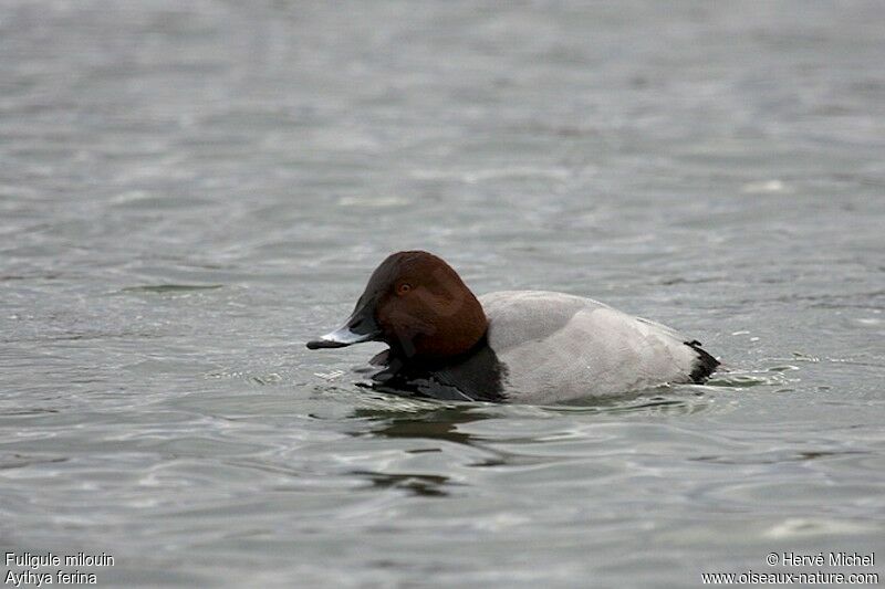 Common Pochard male adult