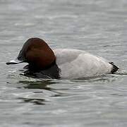 Common Pochard