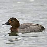 Common Pochard