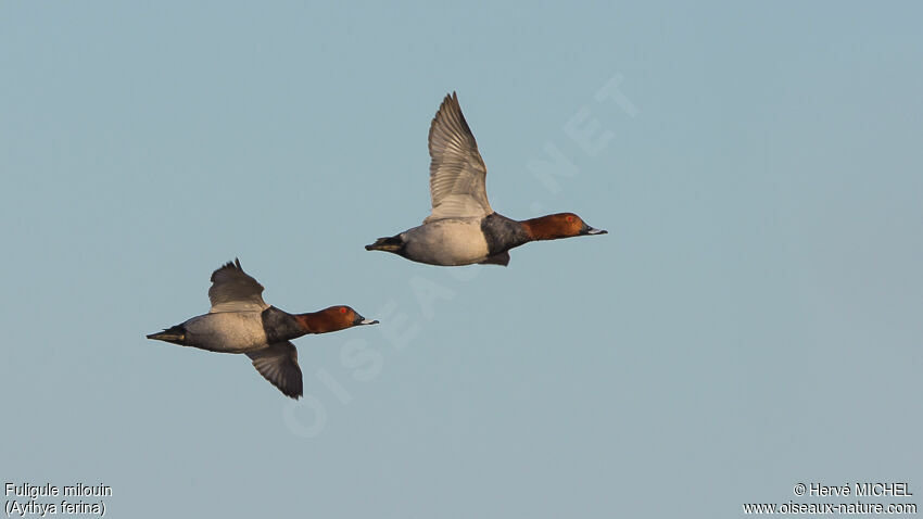 Common Pochard male adult