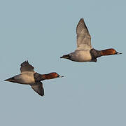 Common Pochard