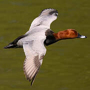 Common Pochard
