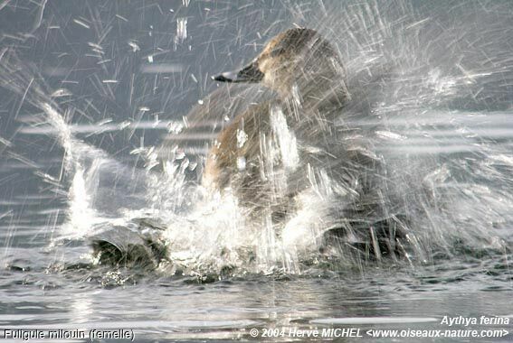 Common Pochard