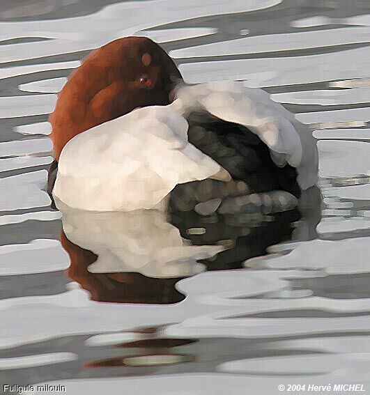 Common Pochard