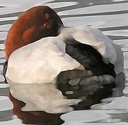 Common Pochard