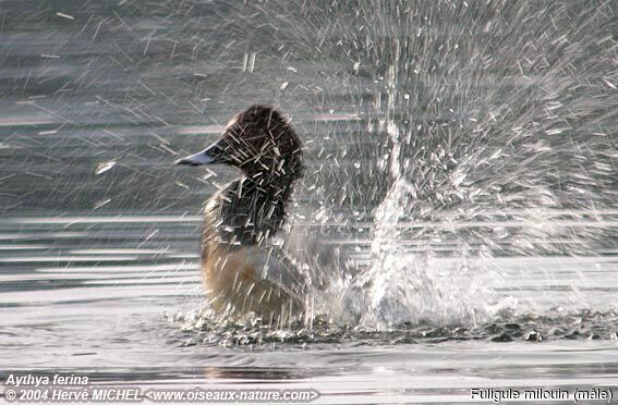 Common Pochard