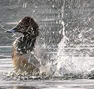 Common Pochard