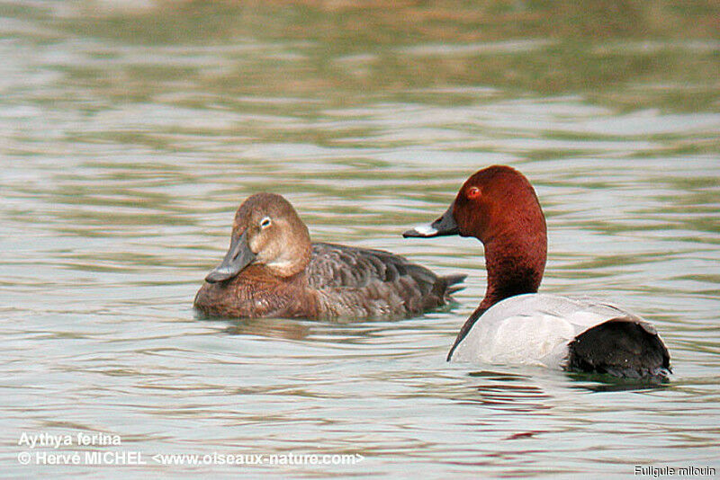 Common Pochard