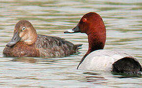 Common Pochard