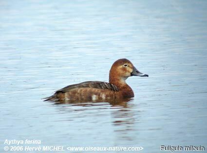 Fuligule milouin femelle adulte nuptial