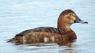 Common Pochard