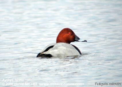 Common Pochard male adult breeding