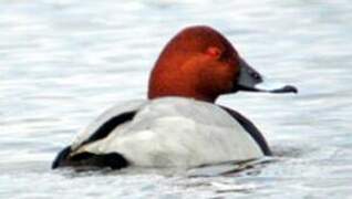 Common Pochard