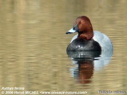 Common Pochard male adult breeding