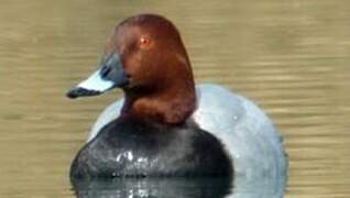 Common Pochard