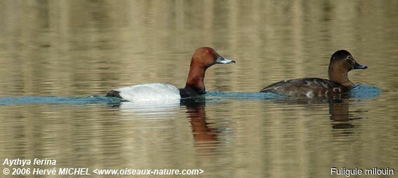 Common Pochard adult breeding