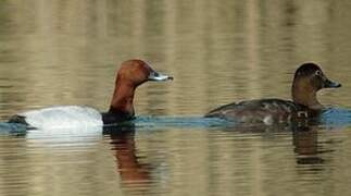 Common Pochard