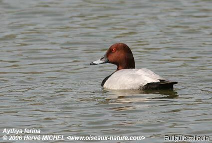 Common Pochard male adult breeding