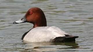 Common Pochard