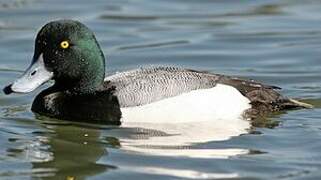 Greater Scaup