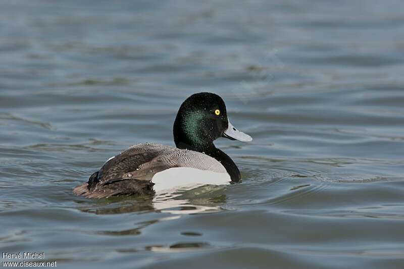 Greater Scaup male adult breeding