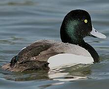 Greater Scaup