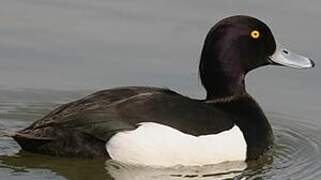 Tufted Duck