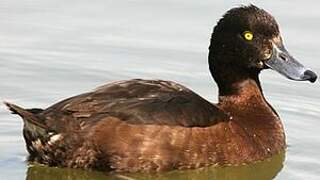 Tufted Duck