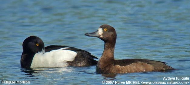 Tufted Duck adult breeding