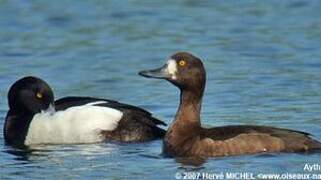 Tufted Duck