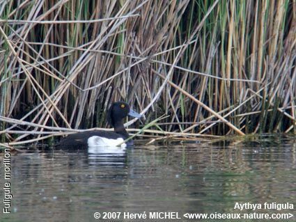 Fuligule morillon mâle adulte nuptial