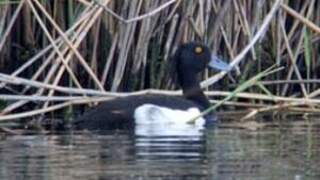 Tufted Duck