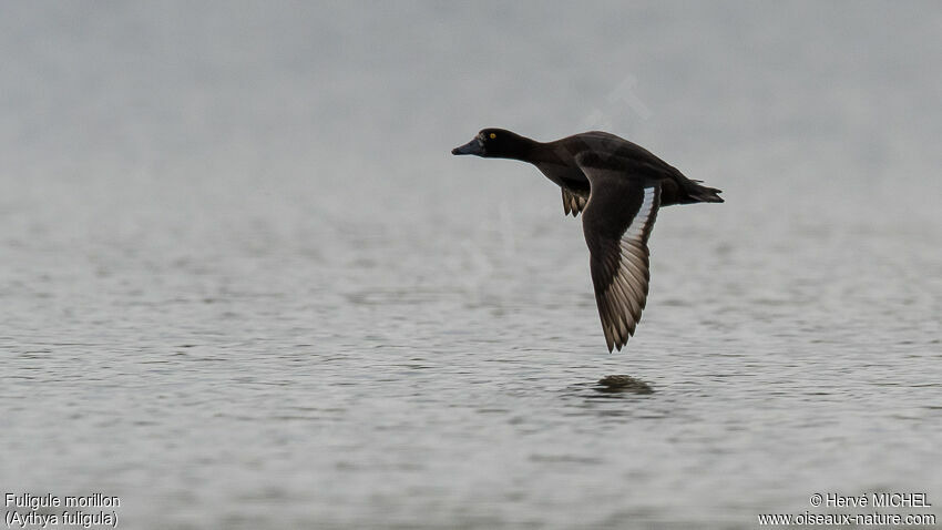 Tufted Duck male adult