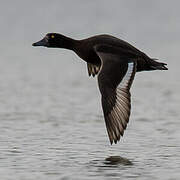 Tufted Duck