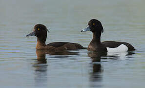 Tufted Duck