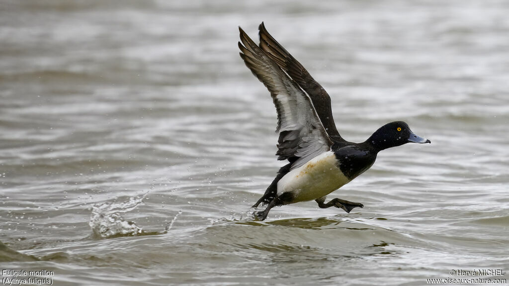 Tufted Duck male adult