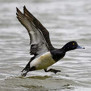 Tufted Duck