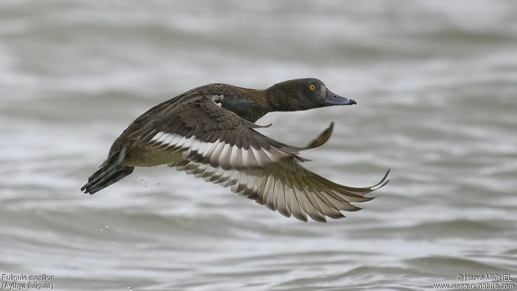 Tufted Duck female adult