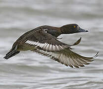 Tufted Duck