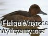 Ferruginous Duck female adult