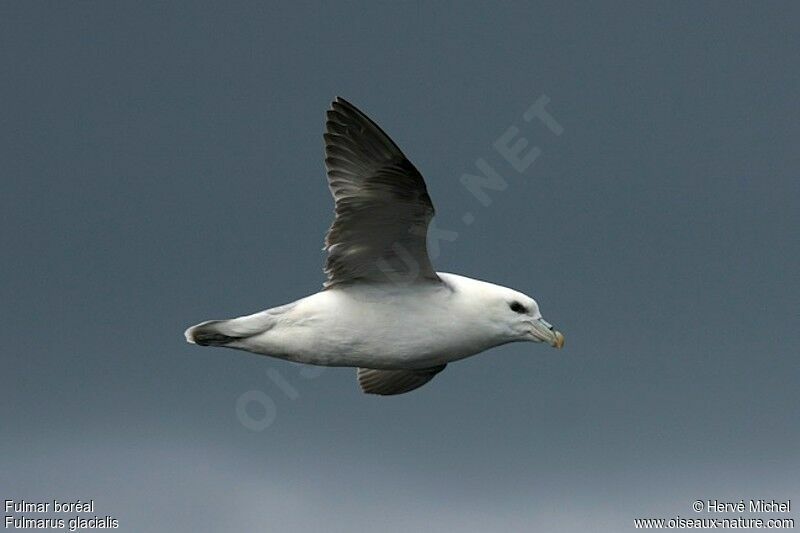 Fulmar boréaladulte nuptial