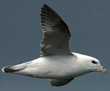 Northern Fulmar