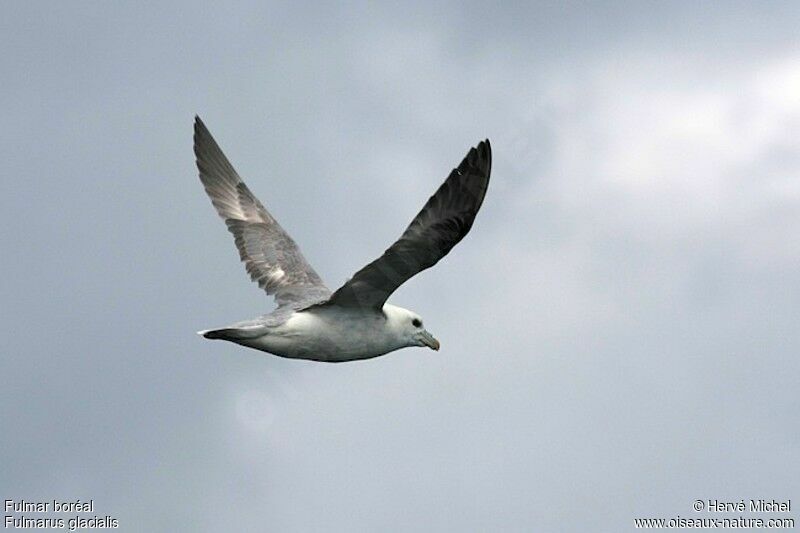 Fulmar boréaladulte nuptial